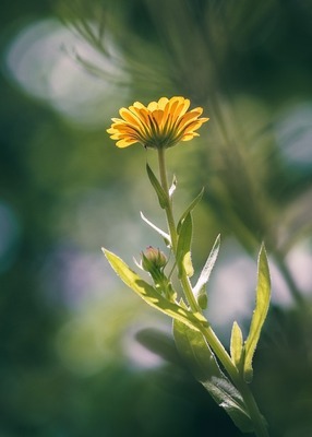 Le conseil en plantes 